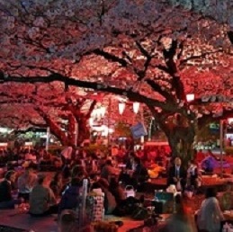夜桜の宴会イメージ