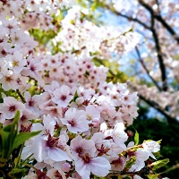 cherry blossom